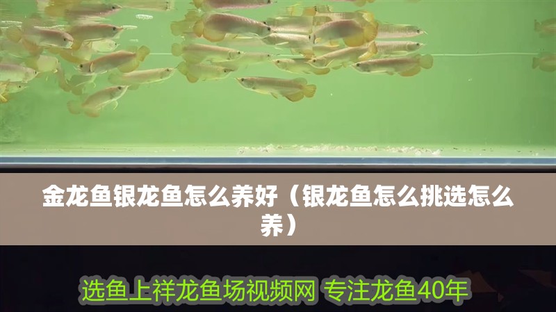 金龍魚銀龍魚怎么養好（銀龍魚怎么挑選怎么養）