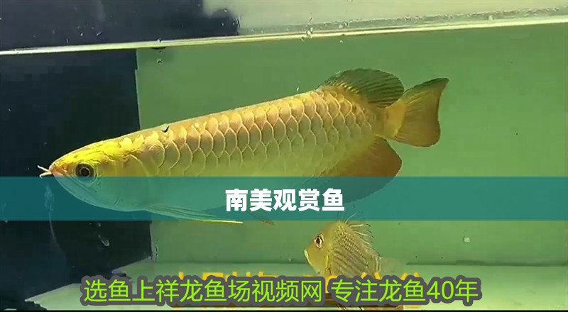 南美觀賞魚