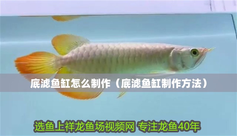 底濾魚(yú)缸怎么制作（底濾魚(yú)缸制作方法）