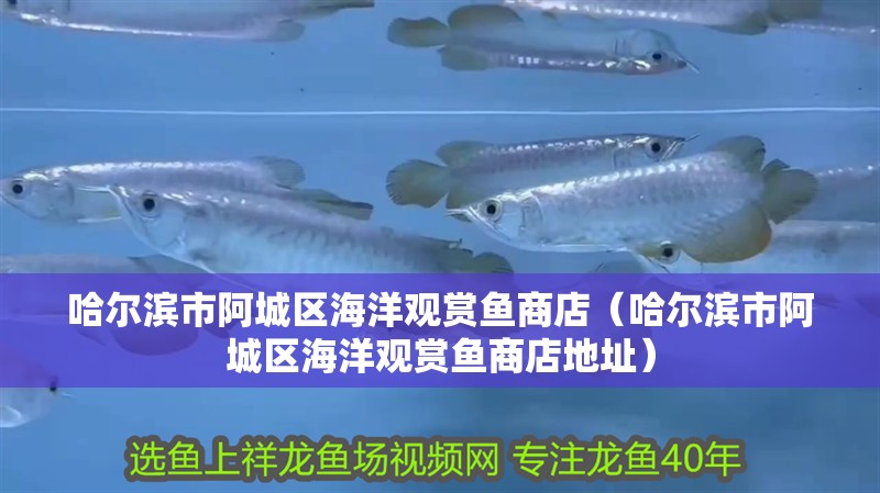 哈爾濱市阿城區(qū)海洋觀賞魚商店（哈爾濱市阿城區(qū)海洋觀賞魚商店地址）