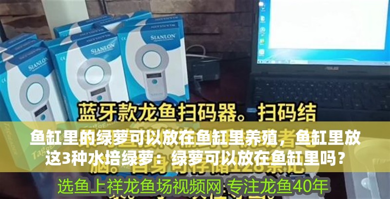 魚缸里的綠蘿可以放在魚缸里養(yǎng)殖，魚缸里放這3種水培綠蘿：綠蘿可以放在魚缸里嗎？