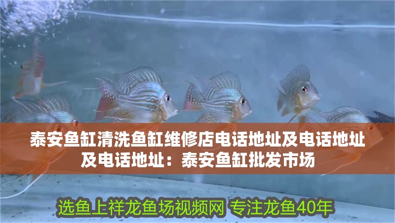 泰安魚缸清洗魚缸維修店電話地址及電話地址及電話地址：泰安魚缸批發(fā)市場