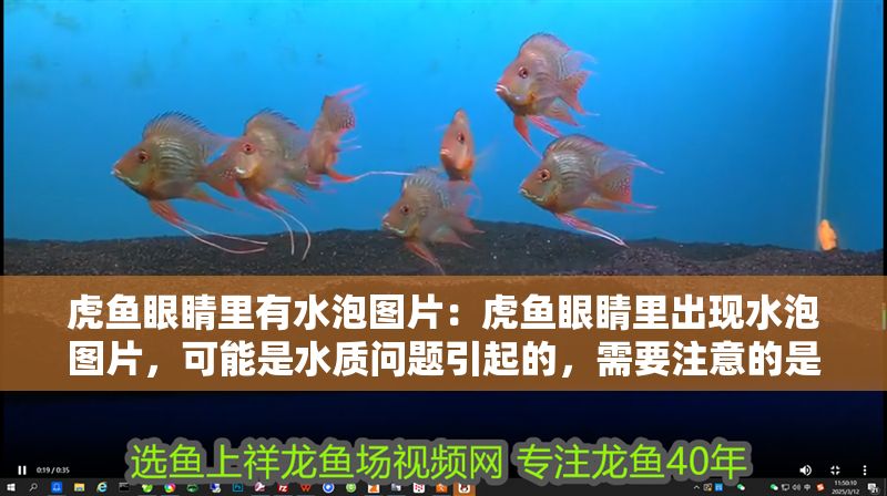 虎魚眼睛里有水泡圖片:虎魚眼睛里出現水泡圖片,可能是水質問題引起的,需要注意的是 虎魚百科 第2張 虎魚眼睛里有水泡圖片:虎魚眼睛里出現水泡圖片,可能是水質問題引起的,需要注意的是 虎魚眼睛里有水泡圖片:虎魚眼睛里出現水泡圖片,可能是水質問題引起的,需要注意的是 虎魚百科 第2張