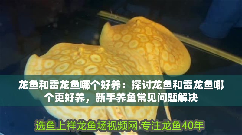 龍魚和雷龍魚哪個(gè)好養(yǎng)：探討龍魚和雷龍魚哪個(gè)更好養(yǎng)，新手養(yǎng)魚常見問題解決