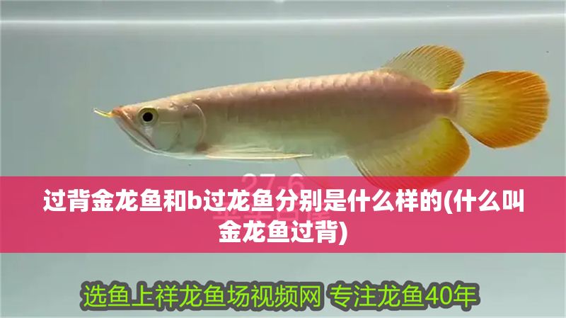 過背金龍魚和b過龍魚分別是什么樣的(什么叫金龍魚過背) 過背金龍魚和b過龍魚分別是什么樣的(什么叫金龍魚過背) 金龍魚百科 第1張