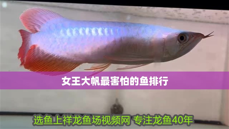 女王大帆最害怕的魚排行