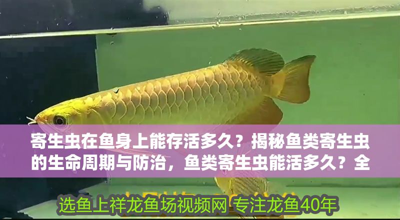 寄生蟲在魚身上能存活多久？揭秘魚類寄生蟲的生命周期與防治，魚類寄生蟲能活多久？全面解析其生命周期及防治方法