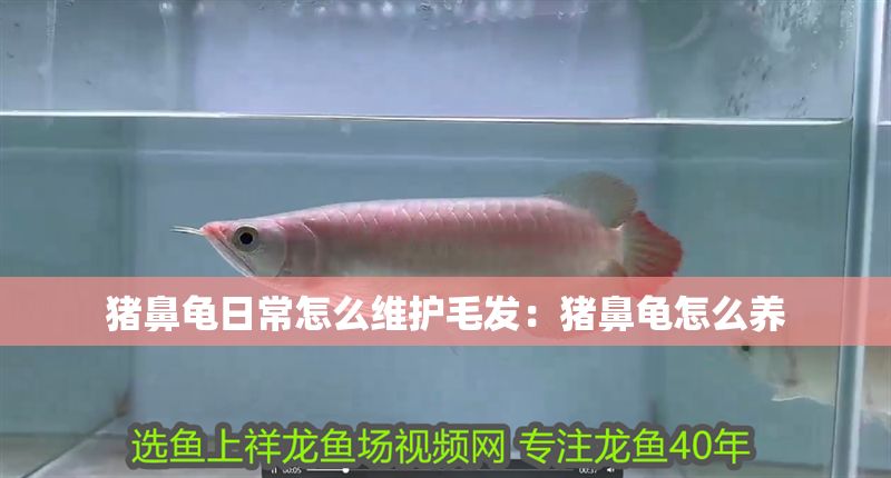 豬鼻龜日常怎么維護毛發：豬鼻龜怎么養