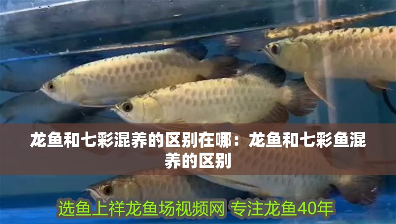 龍魚和七彩混養的區別在哪：龍魚和七彩魚混養的區別