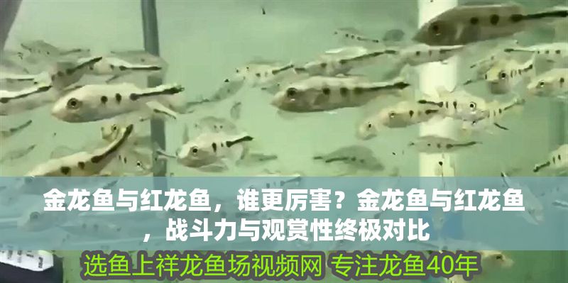 金龍魚與紅龍魚，誰更厲害？金龍魚與紅龍魚，戰斗力與觀賞性終極對比