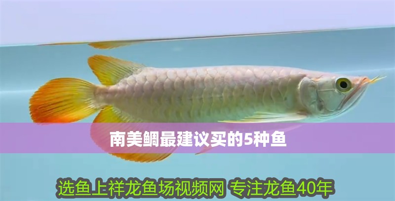 南美鯛最建議買的5種魚