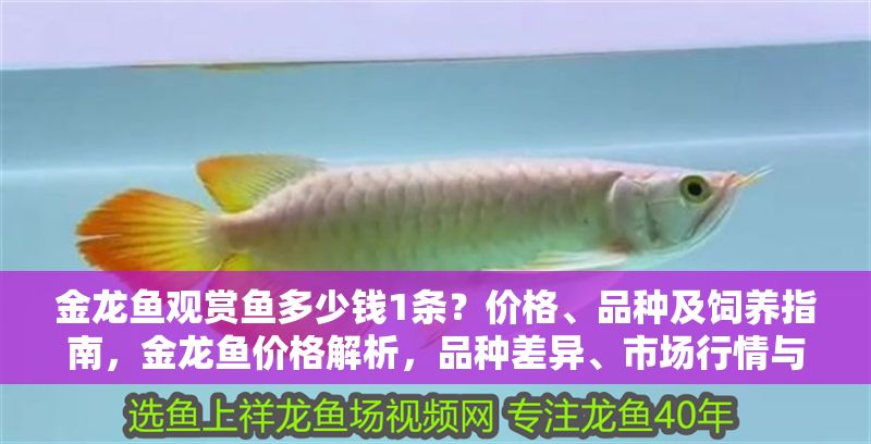 金龍魚觀賞魚多少錢1條？價格、品種及飼養指南，金龍魚價格解析，品種差異、市場行情與飼養要點