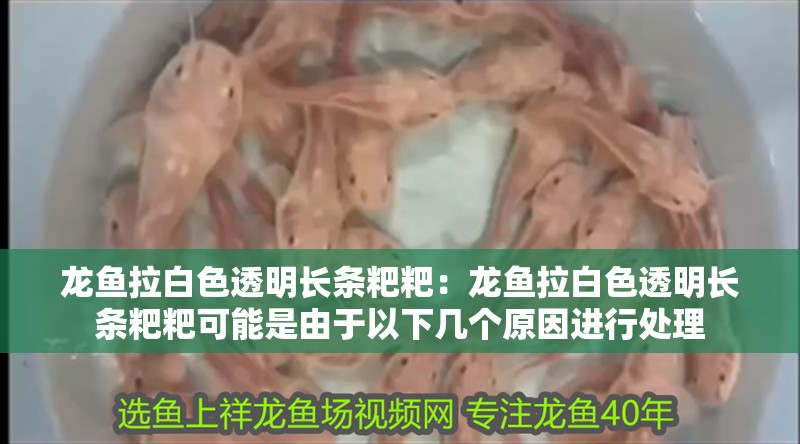 龍魚拉白色透明長條粑粑：龍魚拉白色透明長條粑粑可能是由于以下幾個原因進行處理