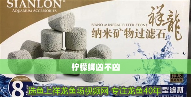 檸檬鯽兇不兇 檸檬鯽兇不兇 龍魚論壇