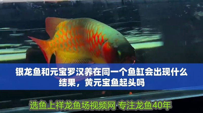 銀龍魚和元寶羅漢養(yǎng)在同一個(gè)魚缸會(huì)出現(xiàn)什么結(jié)果，黃元寶魚起頭嗎