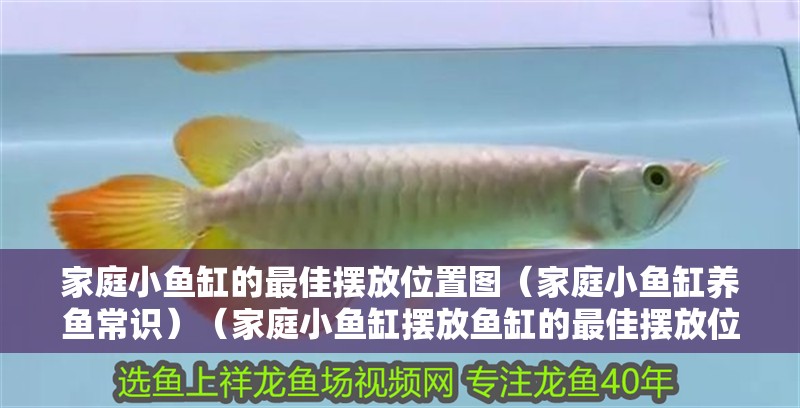 家庭小魚缸的最佳擺放位置圖（家庭小魚缸養魚常識）（家庭小魚缸擺放魚缸的最佳擺放位置圖）