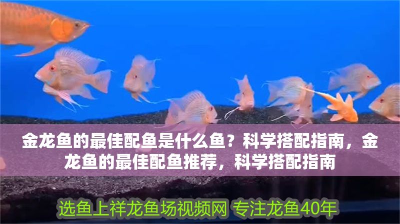 金龍魚的最佳配魚是什么魚？科學(xué)搭配指南，金龍魚的最佳配魚推薦，科學(xué)搭配指南