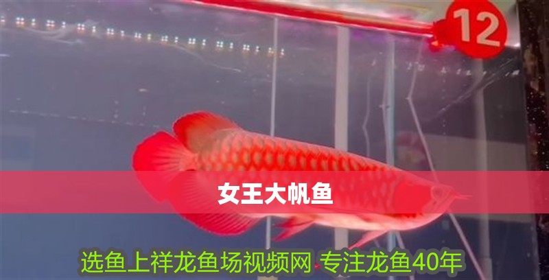 女王大帆魚