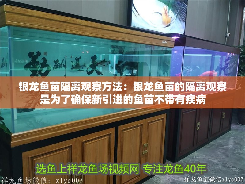 銀龍魚苗隔離觀察方法：銀龍魚苗的隔離觀察是為了確保新引進的魚苗不帶有疾病