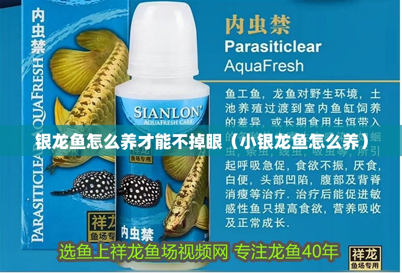 銀龍魚怎么養才能不掉眼（小銀龍魚怎么養）