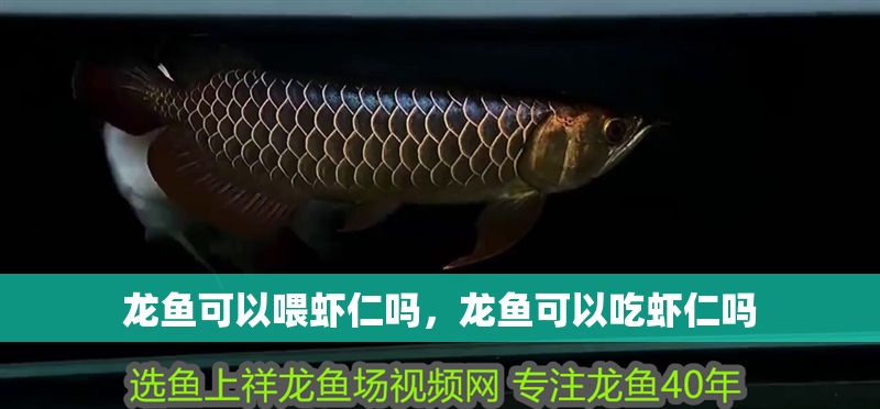 龍魚可以喂蝦仁嗎，龍魚可以吃蝦仁嗎