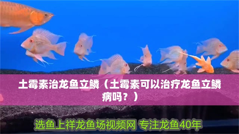 土霉素治龍魚立鱗（土霉素可以治療龍魚立鱗病嗎？）