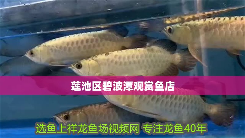 蓮池區碧波潭觀賞魚店