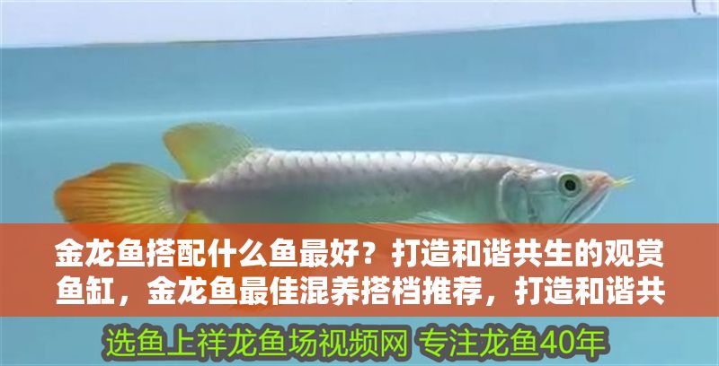 金龍魚搭配什么魚最好？打造和諧共生的觀賞魚缸，金龍魚最佳混養搭檔推薦，打造和諧共生的觀賞魚缸