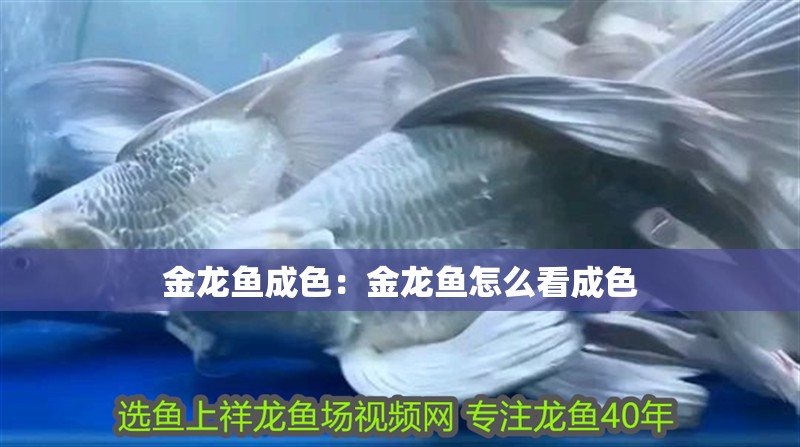 金龍魚成色：金龍魚怎么看成色