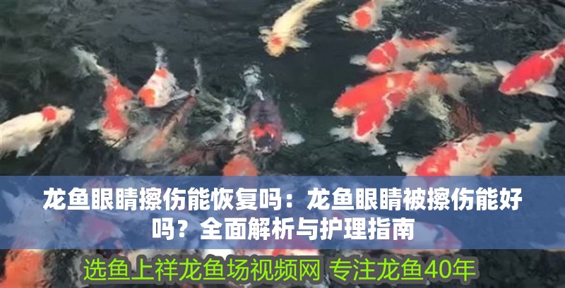 龍魚眼睛擦傷能恢復(fù)嗎：龍魚眼睛被擦傷能好嗎？全面解析與護理指南