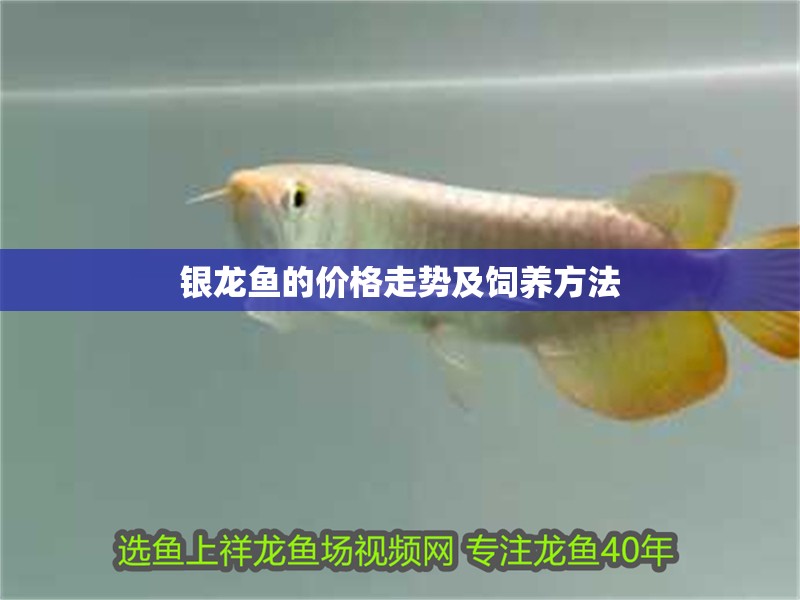 銀龍魚的價格走勢及飼養方法