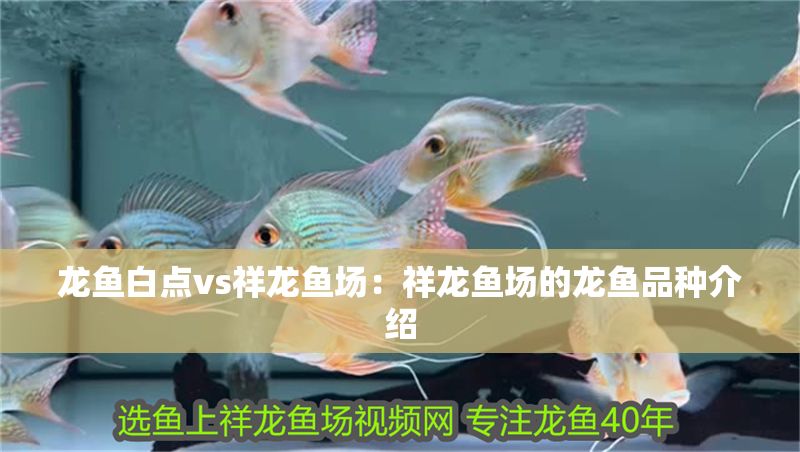 龍魚白點vs祥龍魚場：祥龍魚場的龍魚品種介紹