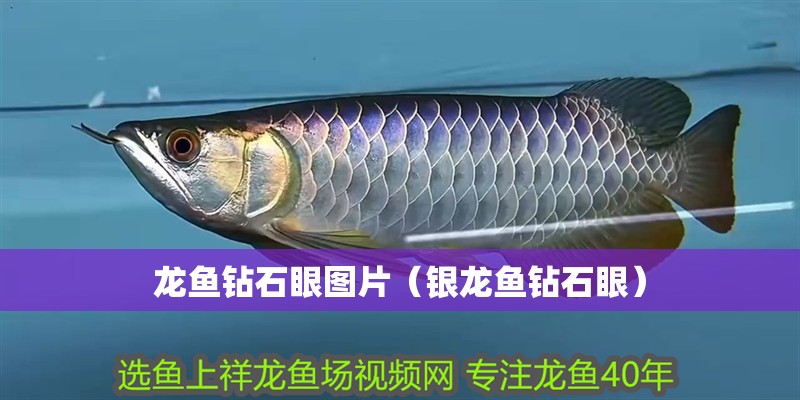 龍魚鉆石眼圖片（銀龍魚鉆石眼）