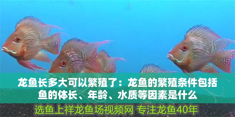 龍魚長多大可以繁殖了：龍魚的繁殖條件包括魚的體長、年齡、水質等因素是什么
