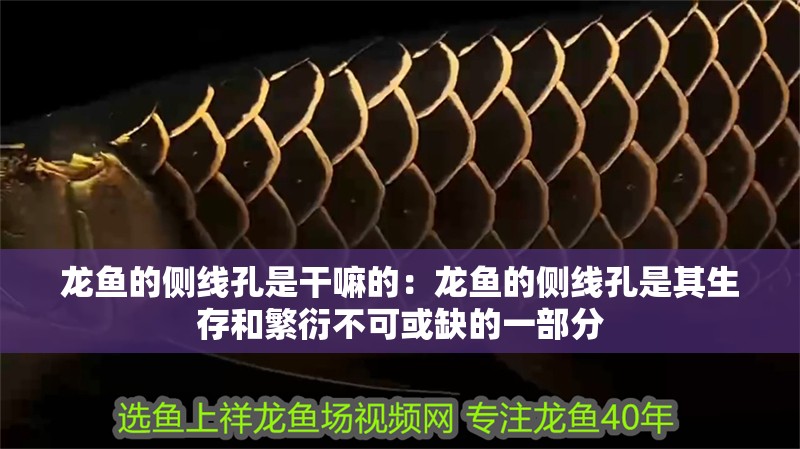 龍魚的側線孔是干嘛的：龍魚的側線孔是其生存和繁衍不可或缺的一部分