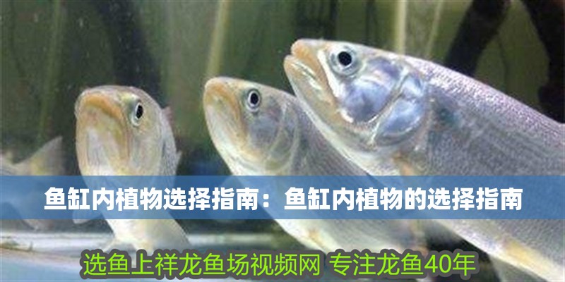 魚缸內植物選擇指南：魚缸內植物的選擇指南