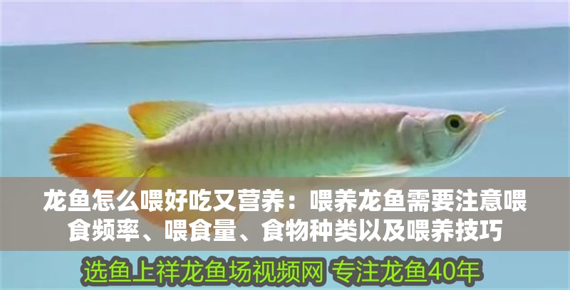 龍魚怎么喂好吃又營養：喂養龍魚需要注意喂食頻率、喂食量、食物種類以及喂養技巧