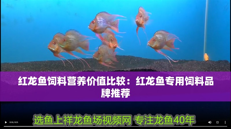 我的虎魚真菌感染了要怎么處理 紅龍魚飼料營養價值比較:紅龍魚專用飼料品牌推薦 龍魚百科 紅龍魚飼料營養價值比較:紅龍魚專用飼料品牌推薦 紅龍魚飼料營養價值比較:紅龍魚專用飼料品牌推薦 龍魚百科