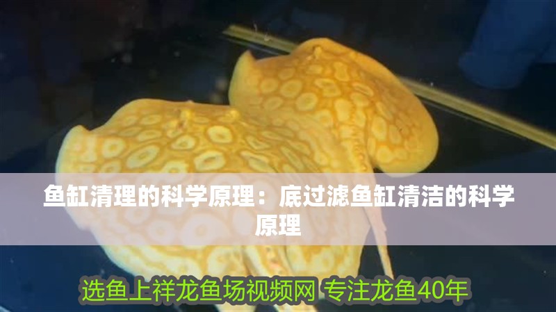 魚缸清理的科學原理：底過濾魚缸清潔的科學原理