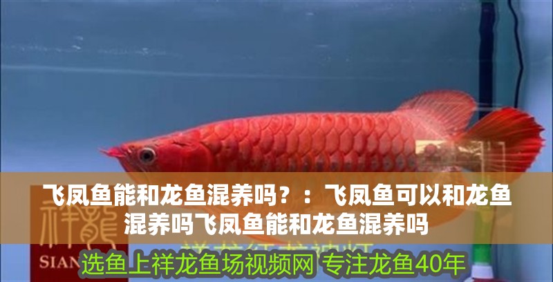 飛鳳魚能和龍魚混養嗎？：飛鳳魚可以和龍魚混養嗎飛鳳魚能和龍魚混養嗎