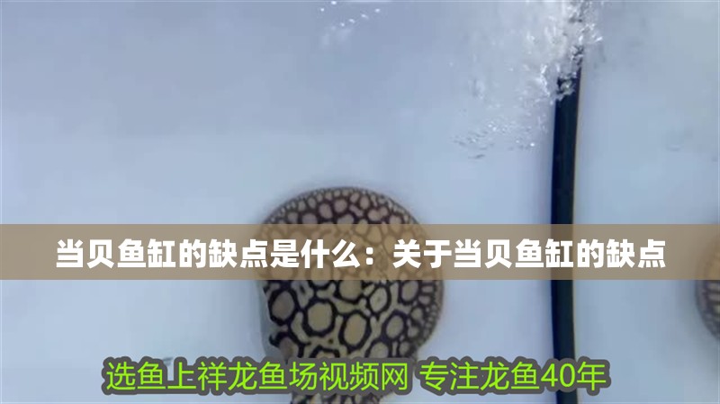 當貝魚缸的缺點是什么：關于當貝魚缸的缺點