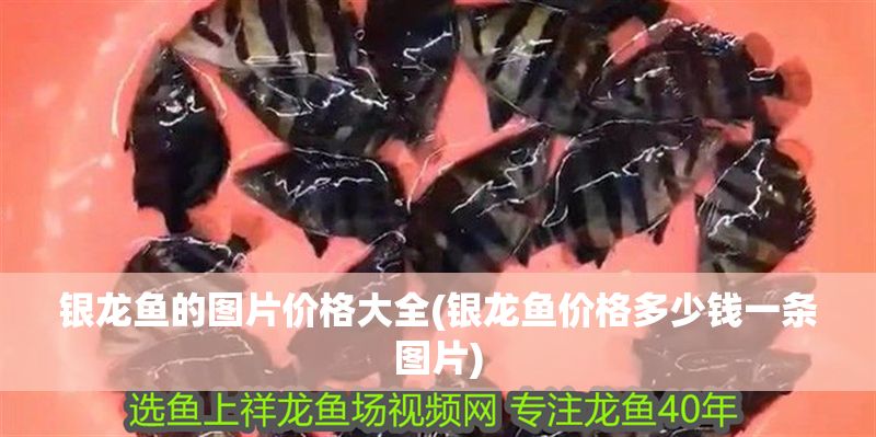 銀龍魚的圖片價格大全(銀龍魚價格多少錢一條圖片)