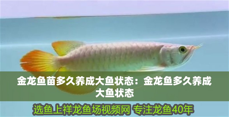 金龍魚苗多久養成大魚狀態：金龍魚多久養成大魚狀態