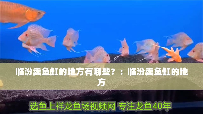 臨汾賣魚缸的地方有哪些？：臨汾賣魚缸的地方