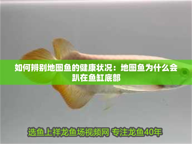 如何辨別地圖魚(yú)的健康狀況：地圖魚(yú)為什么會(huì)趴在魚(yú)缸底部