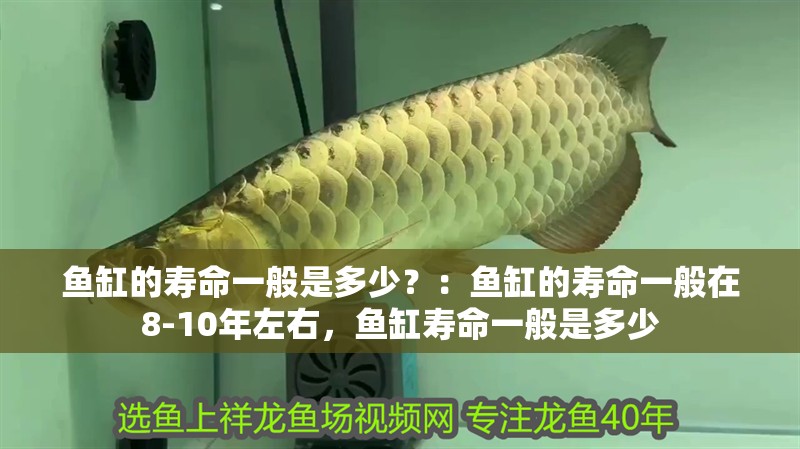魚(yú)缸的壽命一般是多少？：魚(yú)缸的壽命一般在8-10年左右，魚(yú)缸壽命一般是多少
