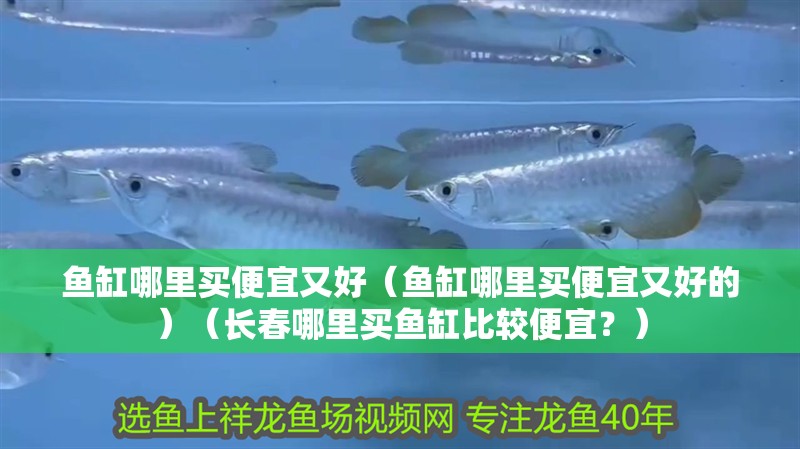 魚缸哪里買便宜又好（魚缸哪里買便宜又好的）（長春哪里買魚缸比較便宜？）