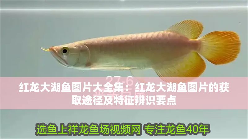 紅龍大湖魚圖片大全集：紅龍大湖魚圖片的獲取途徑及特征辨識要點