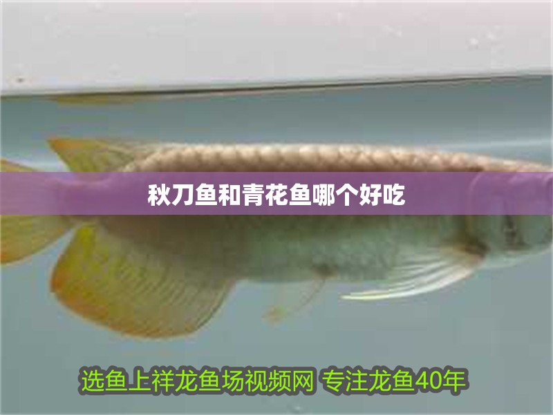 秋刀魚和青花魚哪個好吃