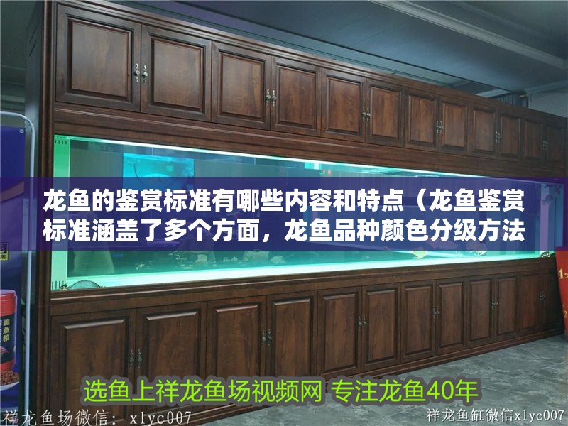 龍魚的鑒賞標準有哪些內容和特點（龍魚鑒賞標準涵蓋了多個方面，龍魚品種顏色分級方法） 龍魚的鑒賞標準有哪些內容和特點（龍魚鑒賞標準涵蓋了多個方面，龍魚品種顏色分級方法） 龍魚百科